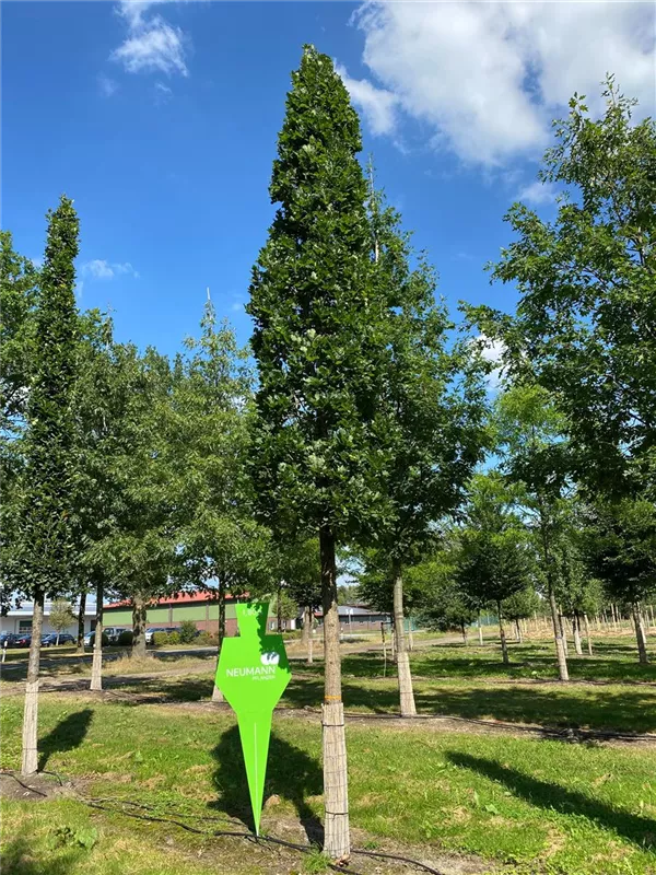 Quercus robur 'Fastigiata Koster'