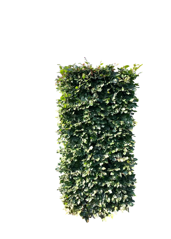 Fagus sylvatica