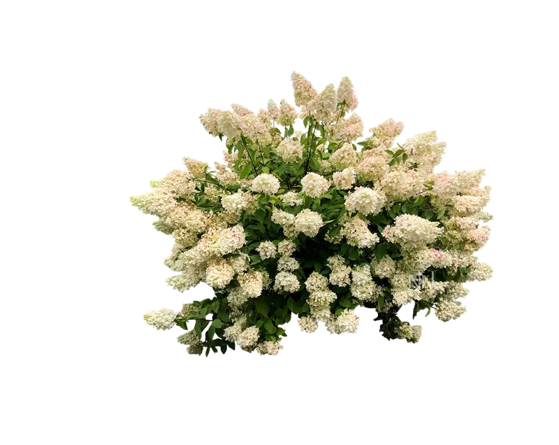 Hydrangea panic. 'Grandiflora'