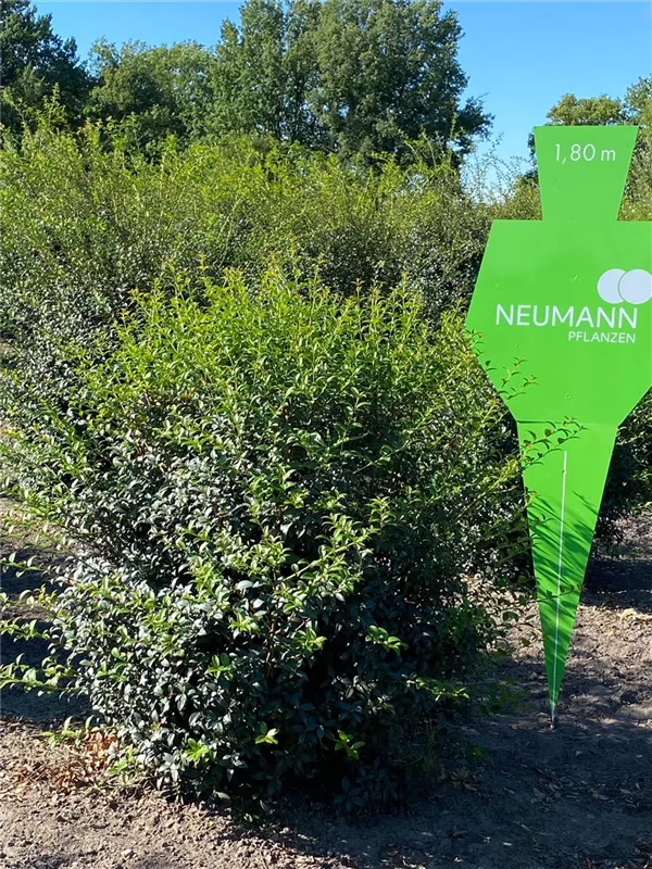 Osmanthus burkwoodii