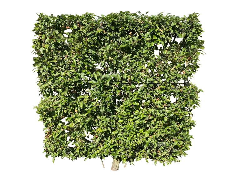 Malus 'Evereste' -R-