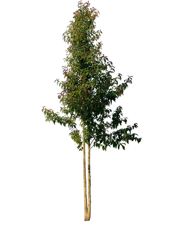 Nyssa sinensis