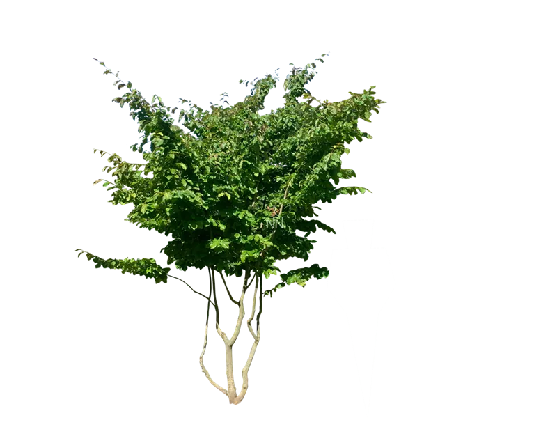 Parrotia persica