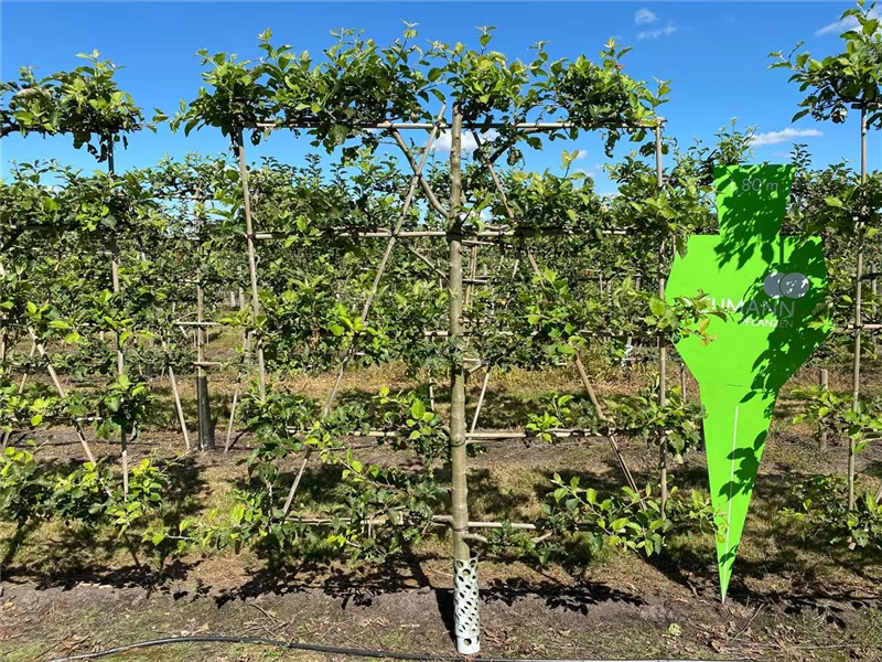 Malus 'Jonagold' CAC