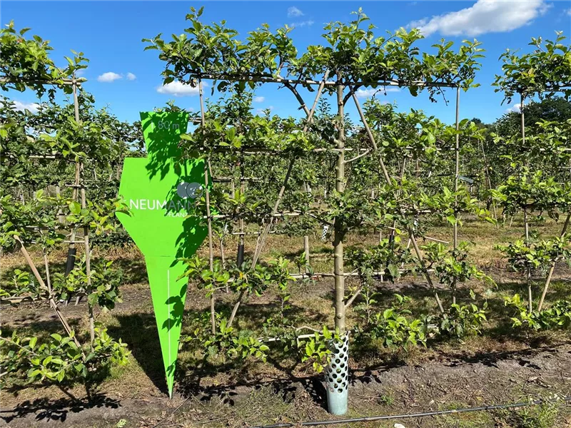 Malus 'Jonagold' CAC