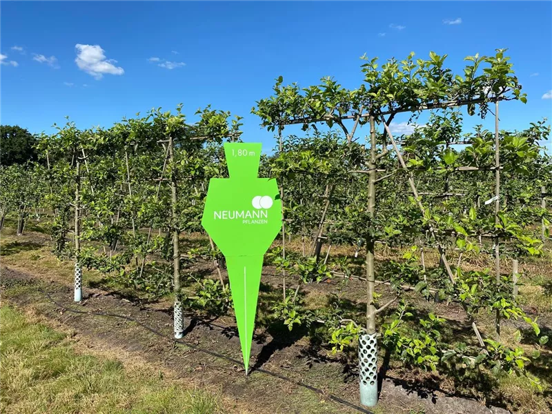 Malus 'Jonagold' CAC