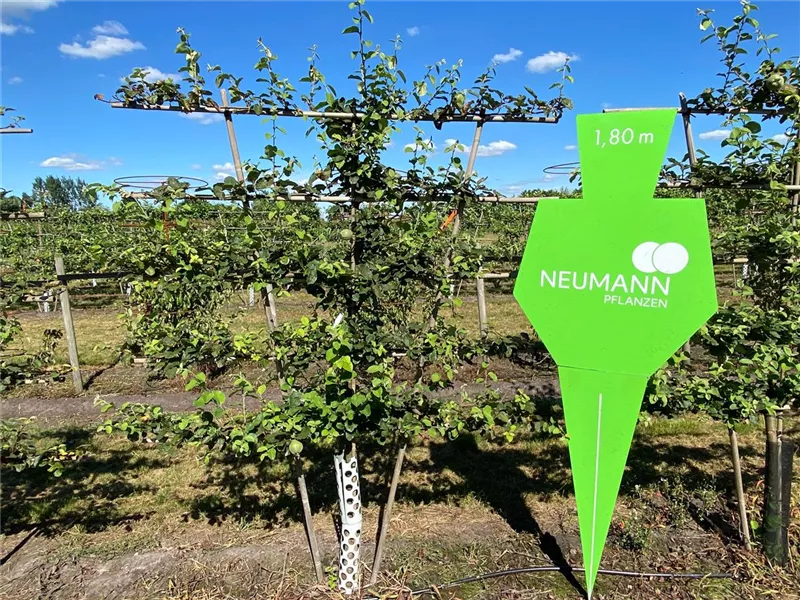 Cydonia 'Konstantinop.Apfelquitte' CAC