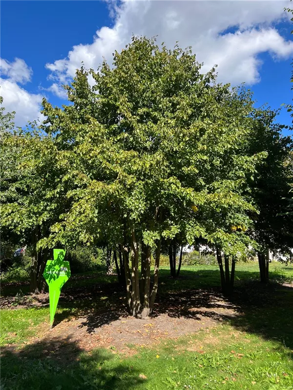 Tilia cordata