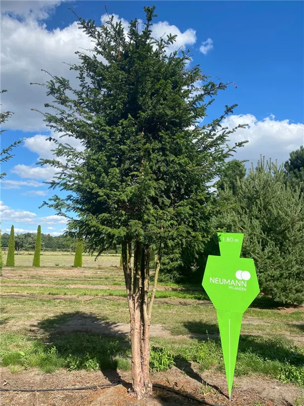 Taxus baccata