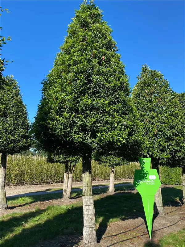 Prunus lusitanica 'Angustifolia'