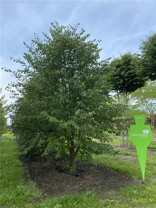 Tilia cordata