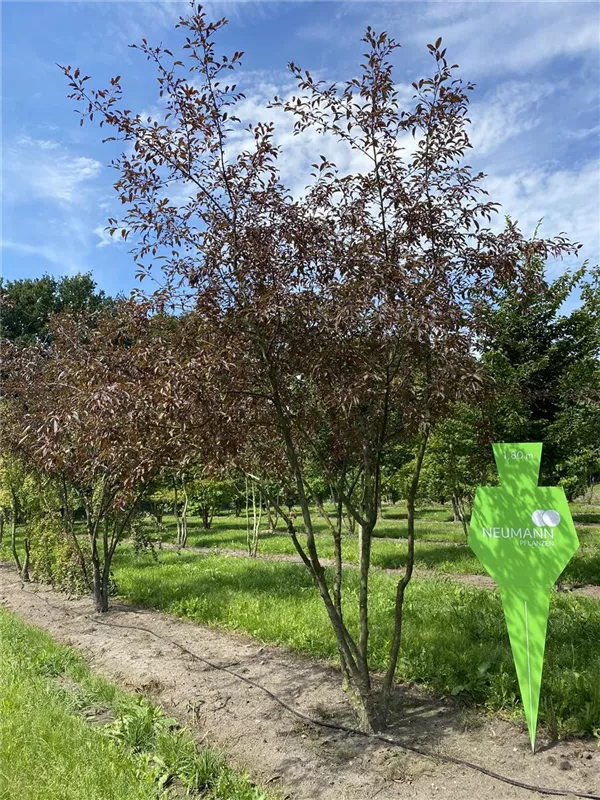 Malus 'Coccinella' -R-