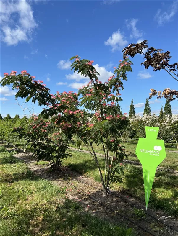 Albizia julibrissin 'Ombrella'