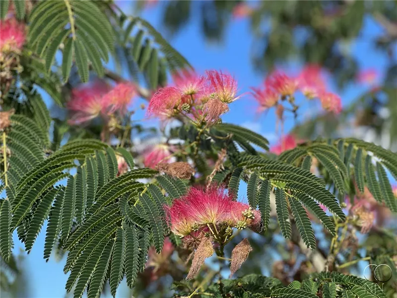 Albizia julibrissin 'Ombrella'