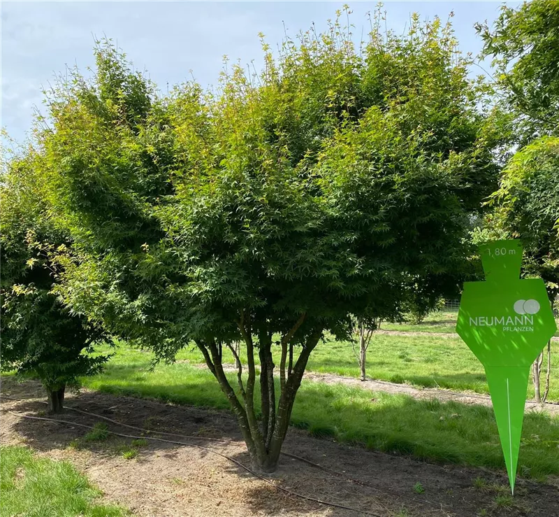 Acer palmatum