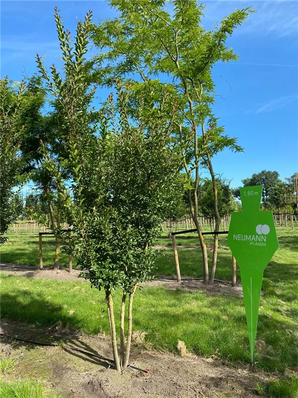 Lagerstroemia indica 'Muskogee'