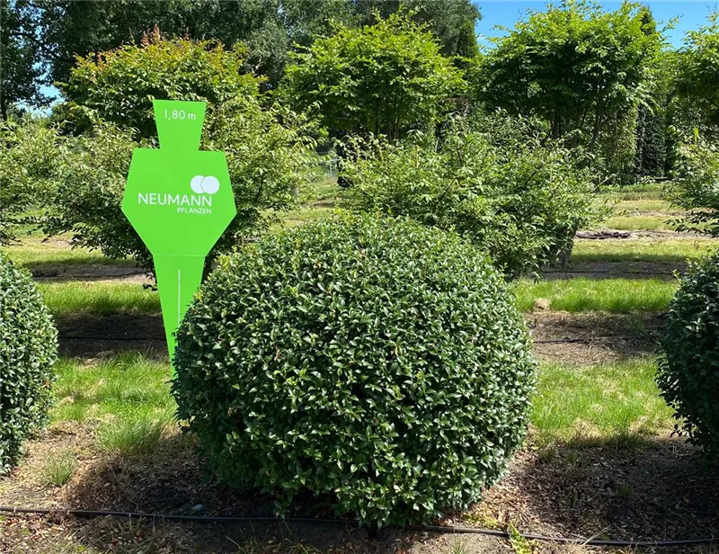 Osmanthus burkwoodii