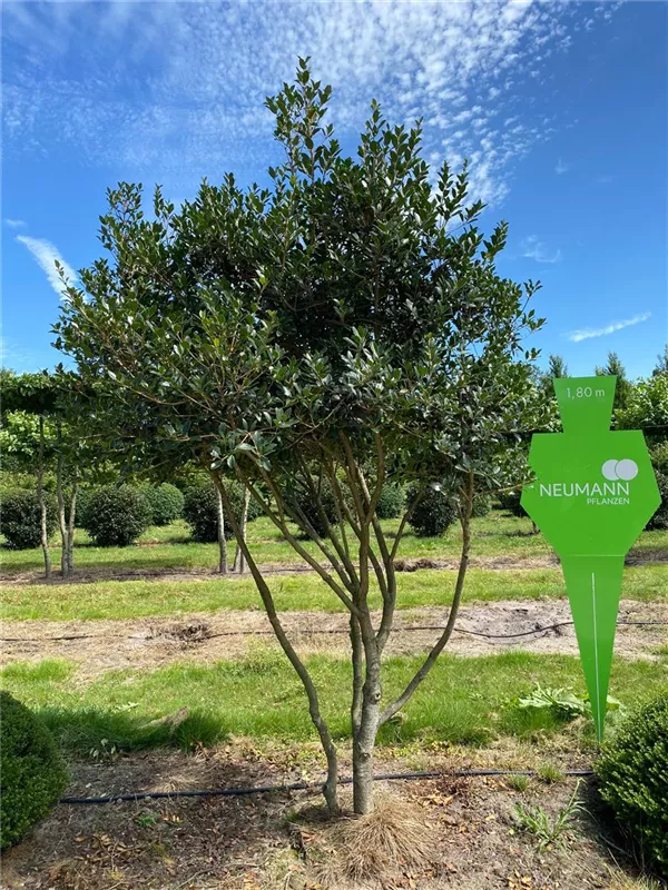 Osmanthus heterophyllus