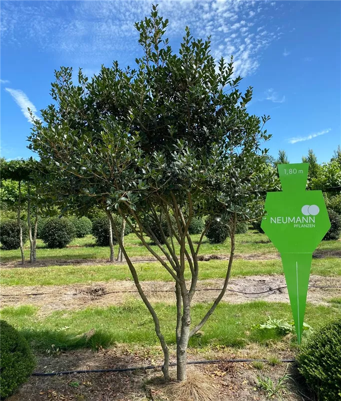 Osmanthus heterophyllus