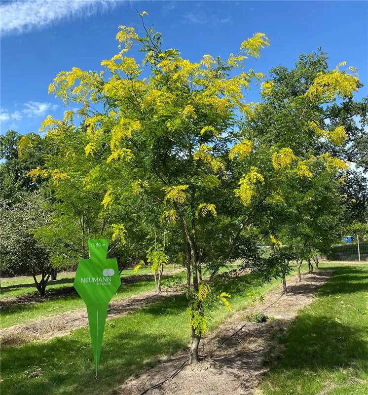 Gleditsia triacanthos 'Sunburst'