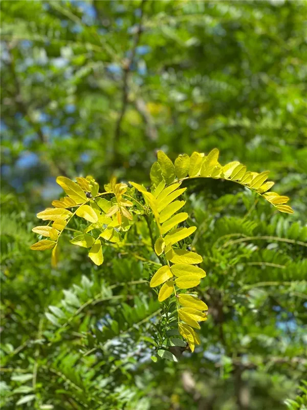 Gleditsia triacanthos 'Sunburst'
