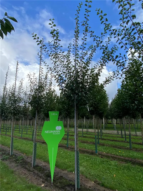 Prunus syr.'Von Nancy' CAC