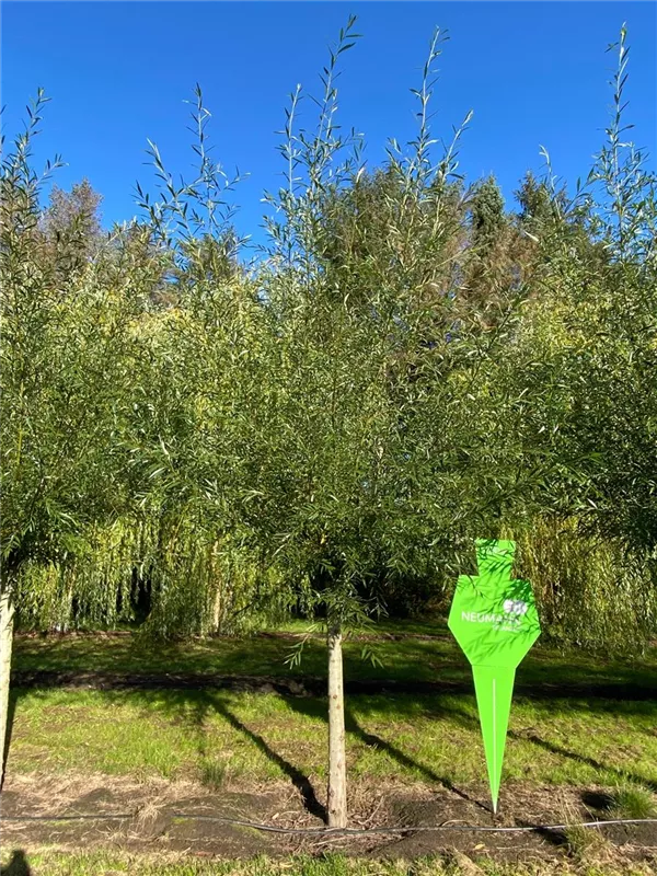 Salix alba