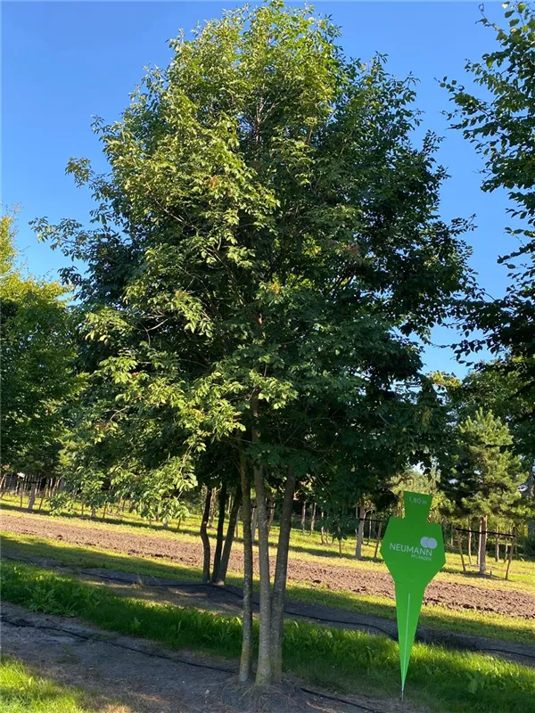 Fraxinus ornus