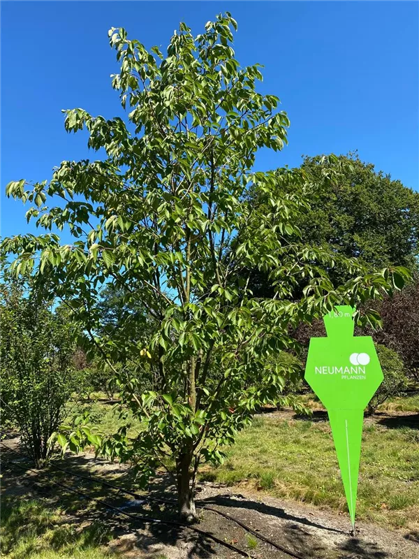 Prunus yedoensis
