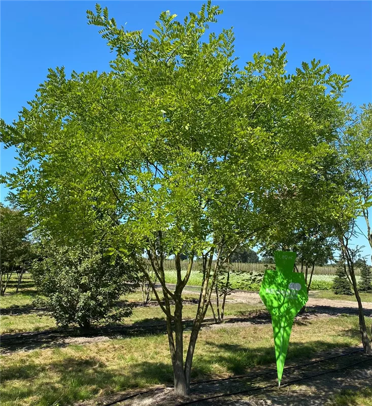 Sophora japonica