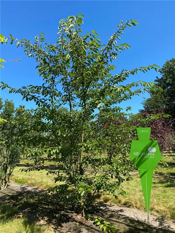Prunus serrulata 'Kanzan'