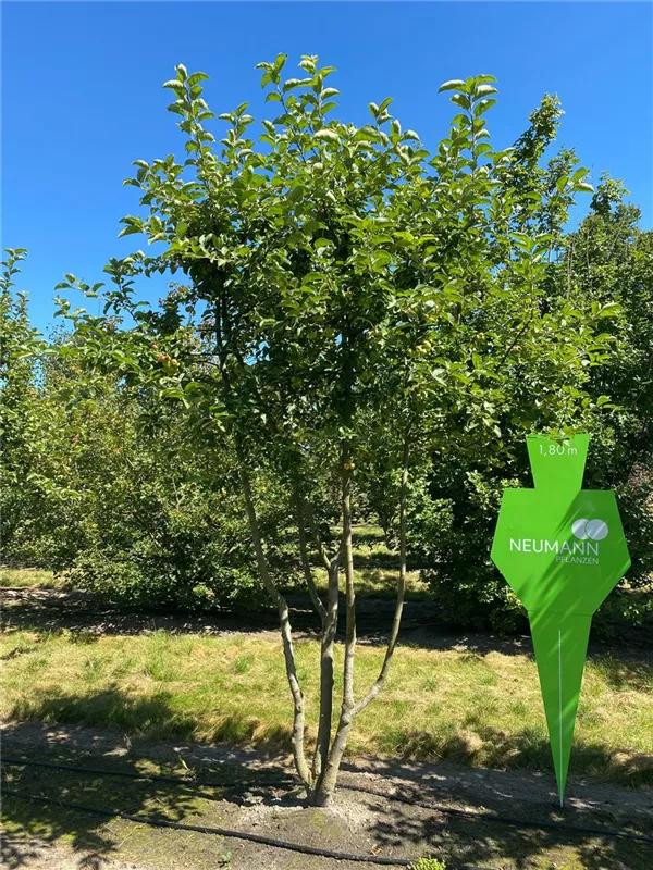 Malus 'Evereste' -R-