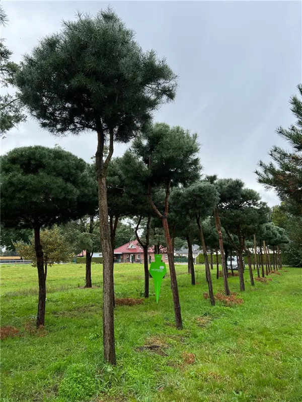 Pinus sylvestris