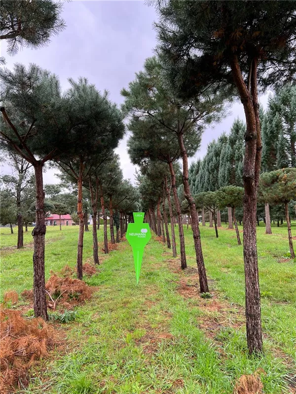 Pinus sylvestris