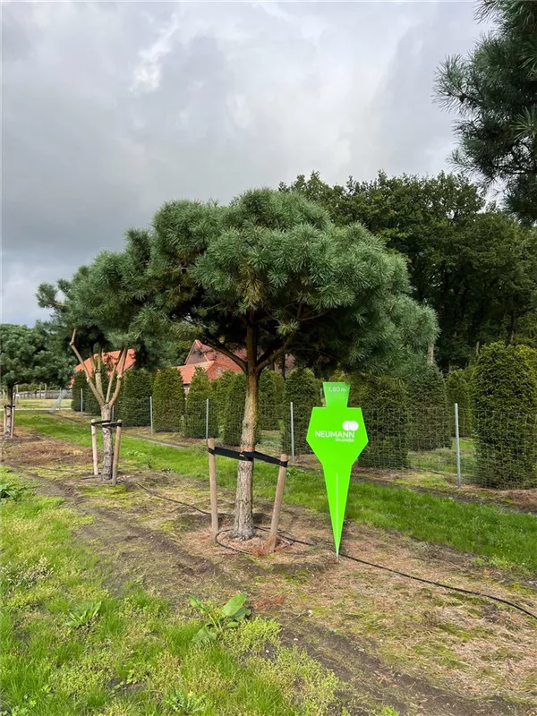 Pinus sylvestris