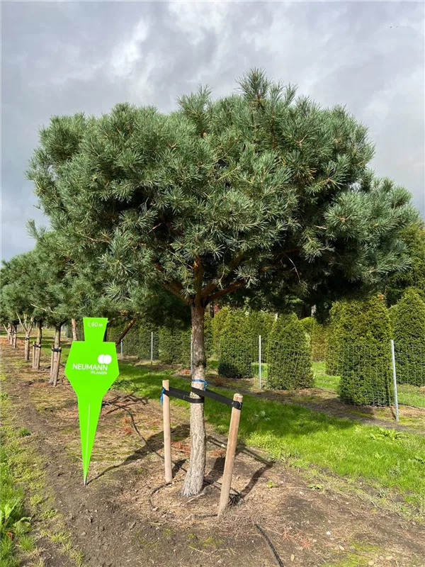 Pinus sylvestris