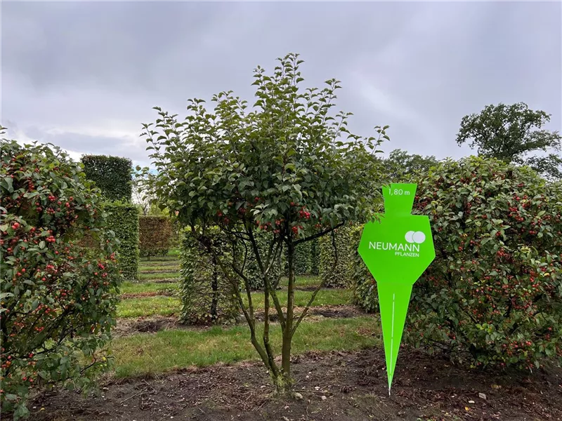 Malus 'Evereste' -R-