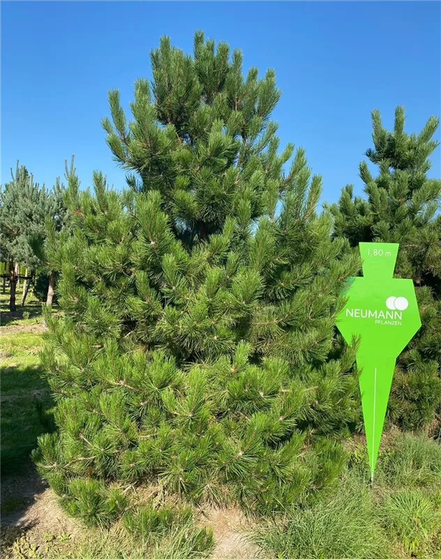 Pinus nigra ssp.nigra