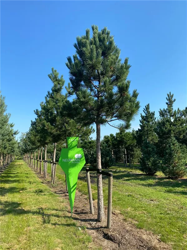 Pinus nigra ssp.nigra