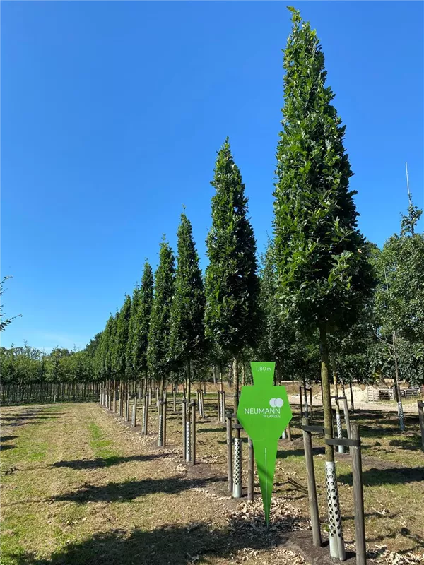 Quercus robur 'Fastigiata Koster'