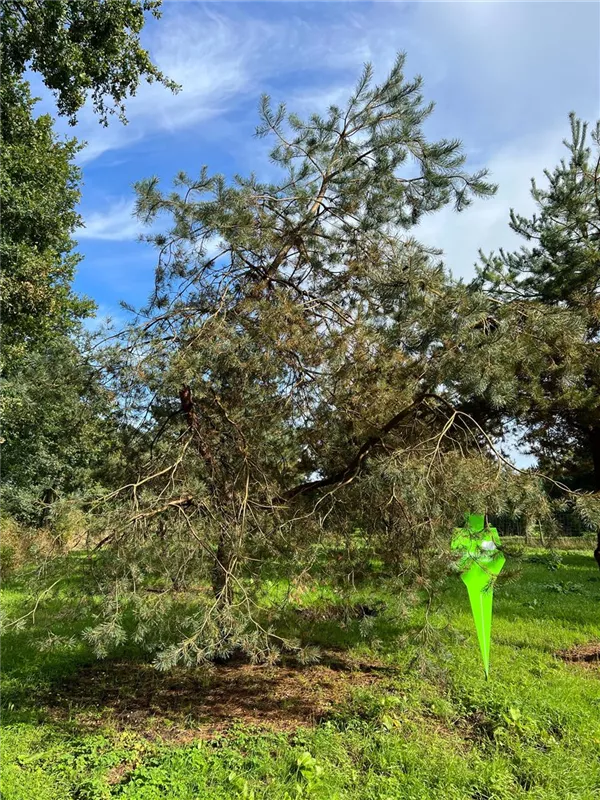 Pinus sylvestris