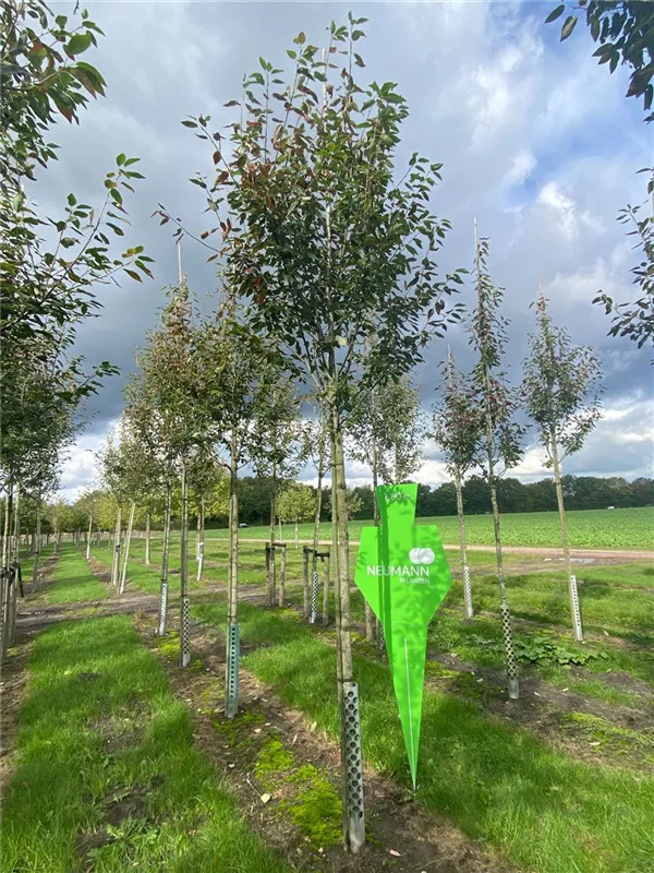 Amelanchier arborea 'Robin Hill'