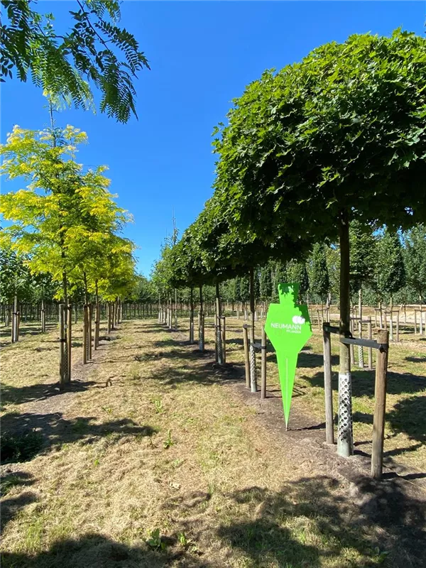 Acer platanoides 'Globosum'