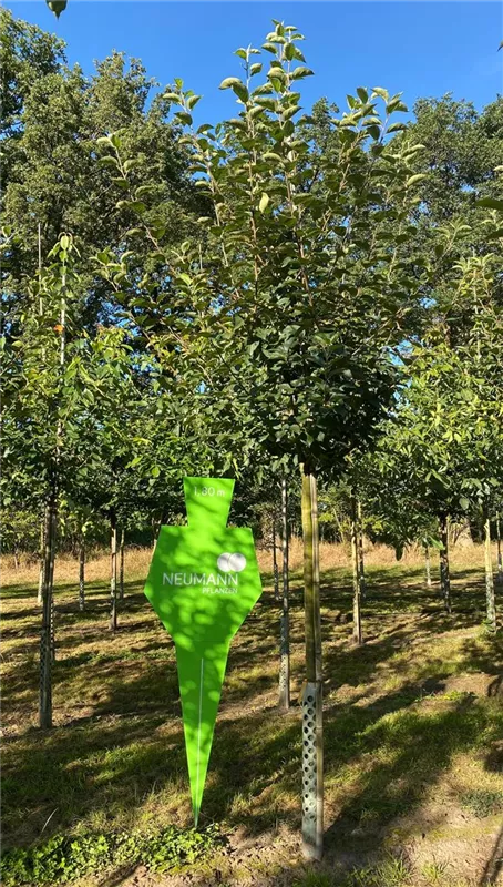 Malus 'Kaiser Wilhelm' CAC