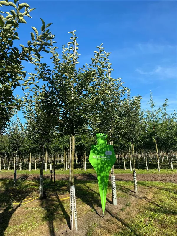 Malus 'Jonagold' CAC