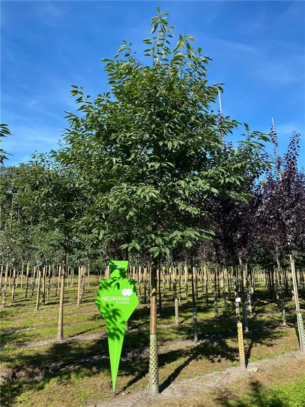 Prunus avium 'Plena'