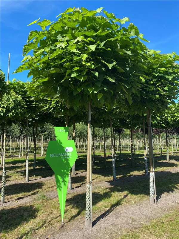 Catalpa bignonioides 'Nana'