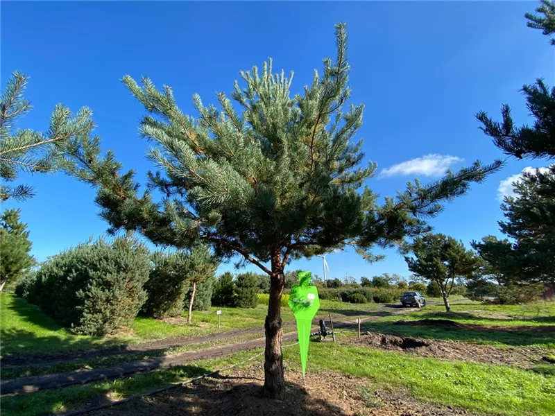 Pinus sylvestris