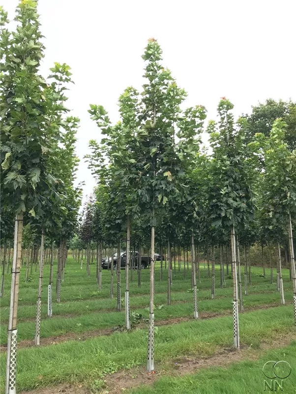 Acer platanoides 'Columnare'