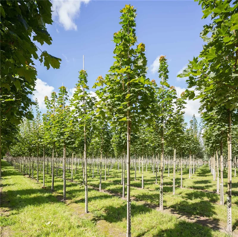 Acer platanoides 'Columnare'